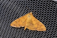 Patania balteata