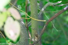 Aurantioporthe corni