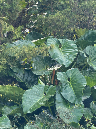 Philodendron giganteum observed 2025-12-02