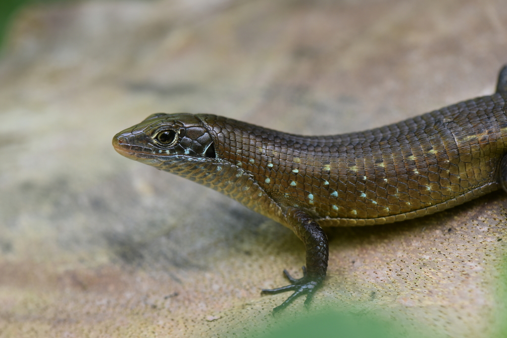 Red-Legged Girdled Lizard