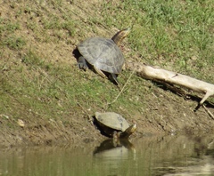 Trachemys ornata