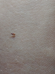 Coleoptera