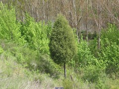 Juniperus thurifera