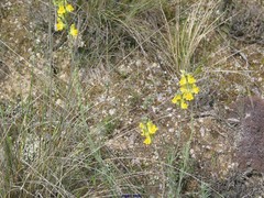 Linaria caesia