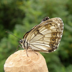 Melanargia epimede