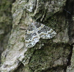 Electrophaes corylata