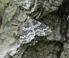 Electrophaes corylata