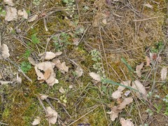 Teesdalia coronopifolia
