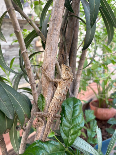 Oriental Garden Lizard