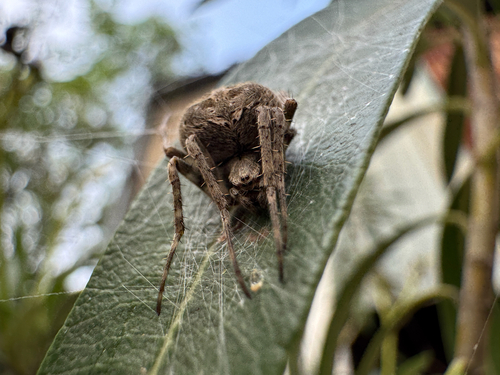 Brown Sailor Spider
