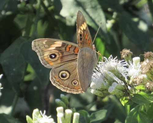 Pacific Mangrove Buckeye