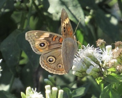 Junonia pacoma