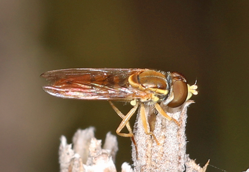 Unknown species found near Occoquan Regional Park, 9751 Ox Rd, Lorton, VA 22079, USA