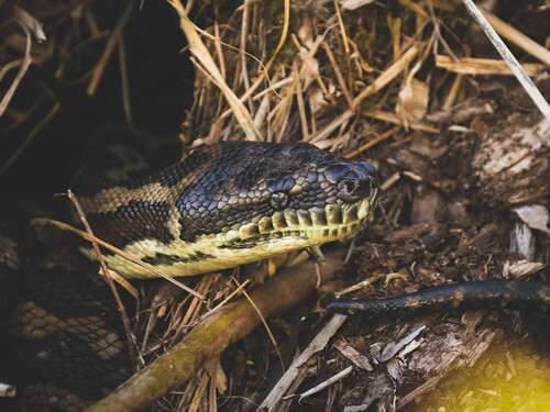 Coastal Carpet Python sighting
