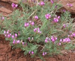 Astragalus temirensis