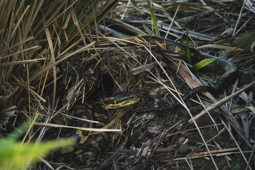 Coastal Carpet Python sighting