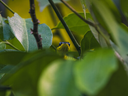 Common Tree Snake sighting