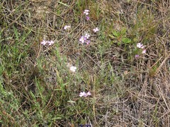 Malcolmia littorea