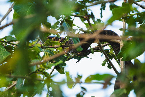 Australian Scrub Python sighting
