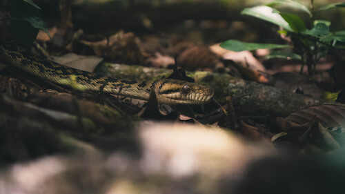 Australian Scrub Python sighting