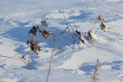 Anemonastrum dichotomum