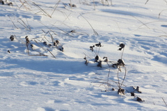 Anemonastrum dichotomum