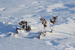 Anemonastrum dichotomum