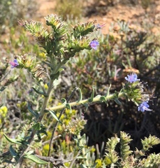 Lobostemon echioides