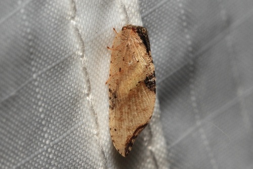 Australian Variable Lacewing photo 3