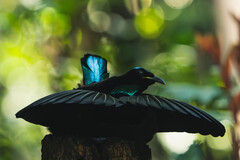 Victoria's Riflebird photo 5