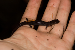 Plethodon elongatus