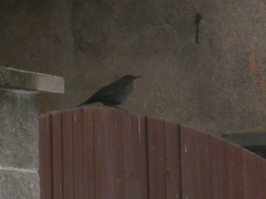 Turdus merula