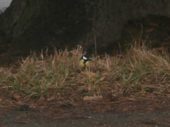 Parus major