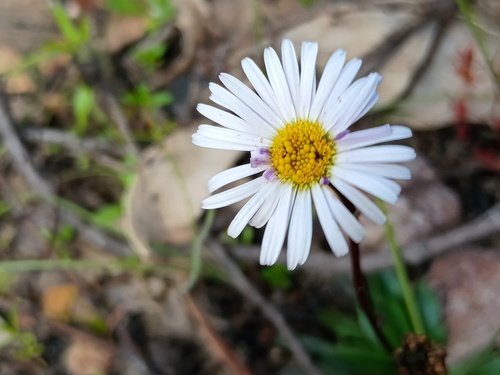 Wet-Heath Daisy (Allittia uliginosa)