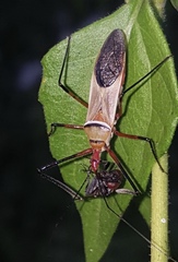 Zelus grassans