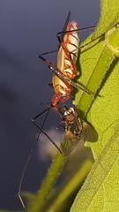 Zelus grassans