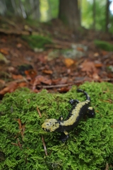 Salamandra atra aurorae
