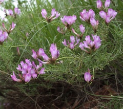 Astragalus temirensis