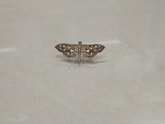 Nausinoe geometralis