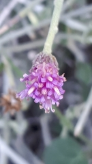 Vernonia arabica