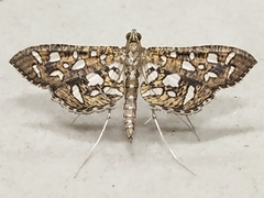 Nausinoe geometralis