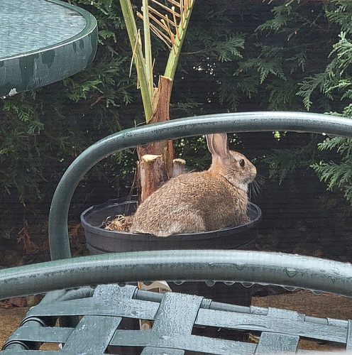 Eastern Cottontail photographed in Minnesota