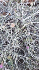 Vernonia arabica