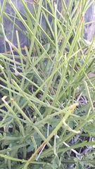 Lavandula subnuda