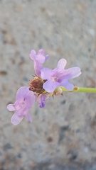Lavandula subnuda