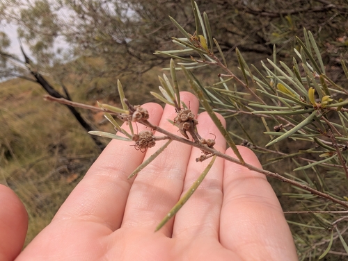 desert honey-myrtle