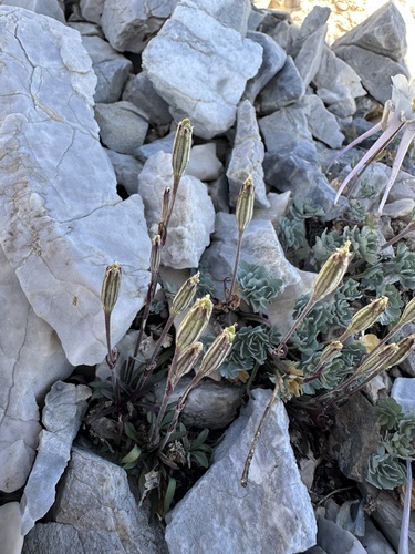 Nachlinger's catchfly (Silene nachlingerae)