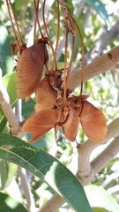 Acridocarpus orientalis