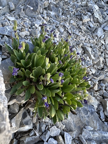 Nevada primrose (Primula nevadensis)