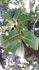 Acridocarpus orientalis